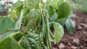 beans in garden for what to plant in summer