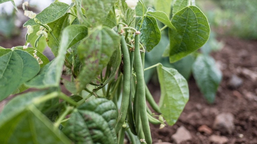 Plant Beans in July