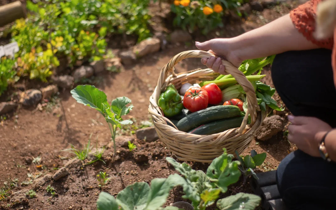 Ace’s Guide: What To Plant In Summer