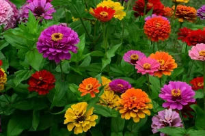 zinnias in garden for what to plant in summer