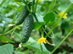 cucumber in garden for what to plant in summer