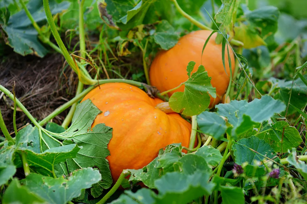 pumpkins in garden for what to plant in summer