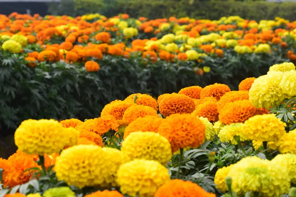 marigolds in a garden for what to plant in summer
