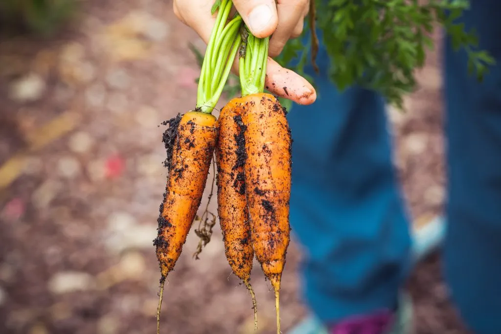 someone holding carrots from their garden for what to plant in summer