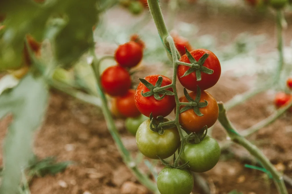 tomatoes in garden for what to plant in summer