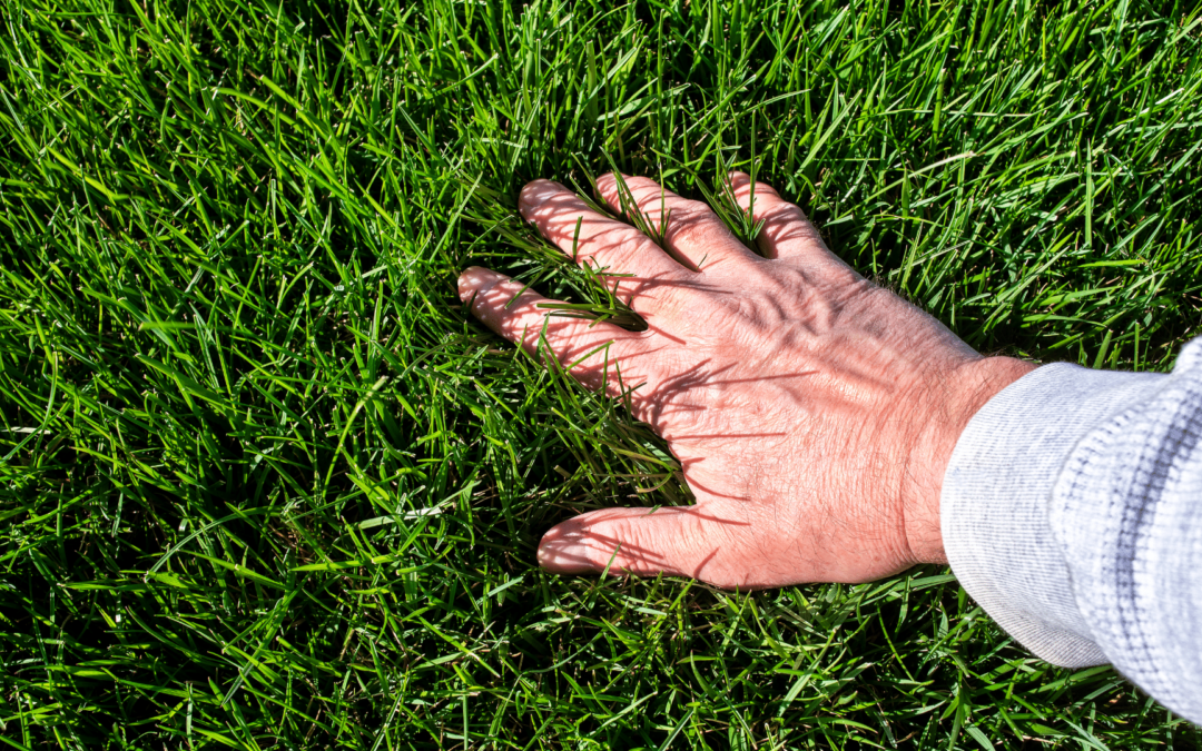 4 Things You Need To Grow Your Grass Back