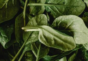 What To Plant In Early Spring- Spinach