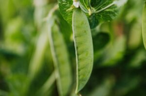 What To Plant In Early Spring: Peas