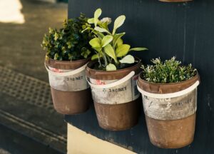 What To Plant In Early Spring: Herbs