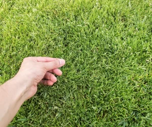 How To Fertilize Your Lawn In 5 Steps- Check The Lawn After Fertilization