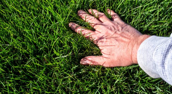 how-to-fertilize-your-lawn-in-5-steps-check-lawn