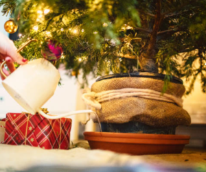 Make A Live Christmas Tree Last- Watering Your Live Christmas Tree