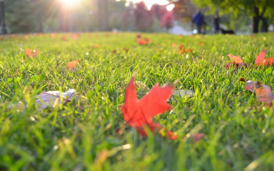 The Ultimate Guide To Restoring A Thin Lawn- Featured Product- a close up of a green lawn with fall leaves