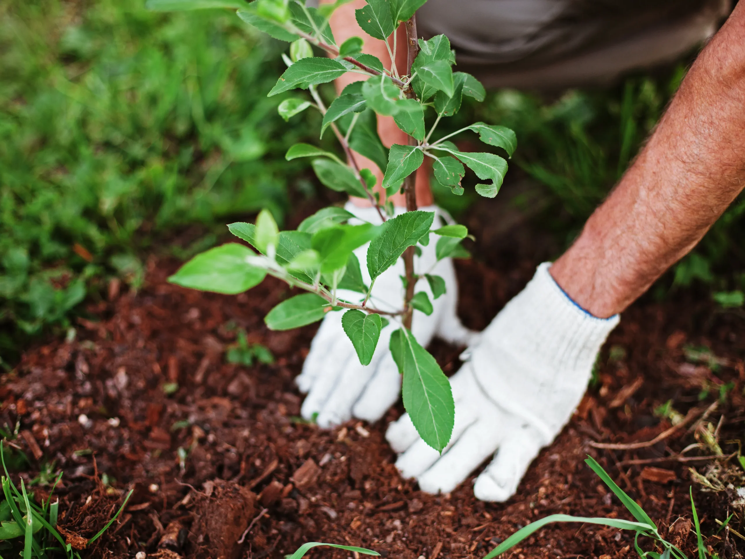 planting a plant in a garden