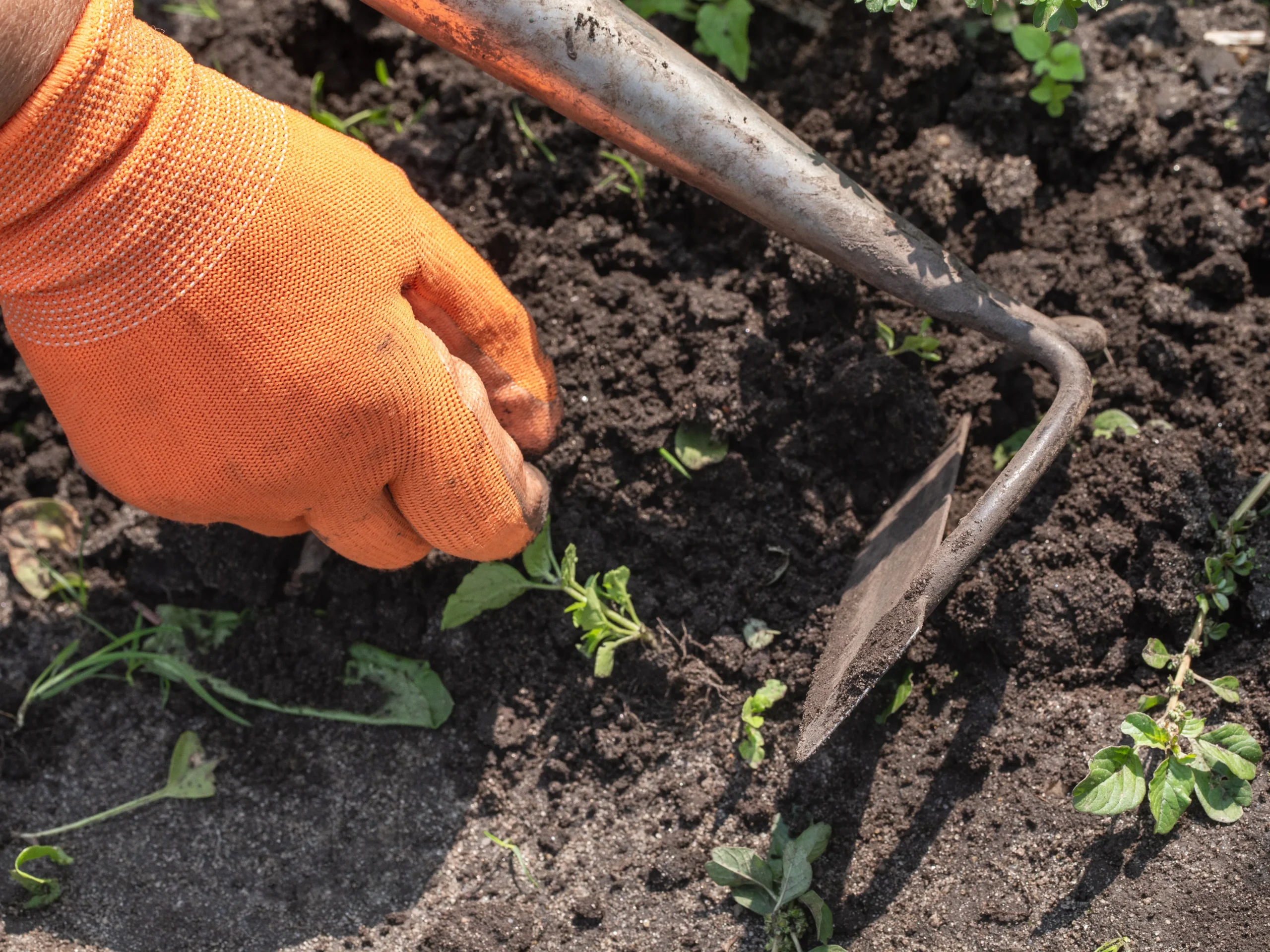 using a gardening hoe to remove weeds from garden