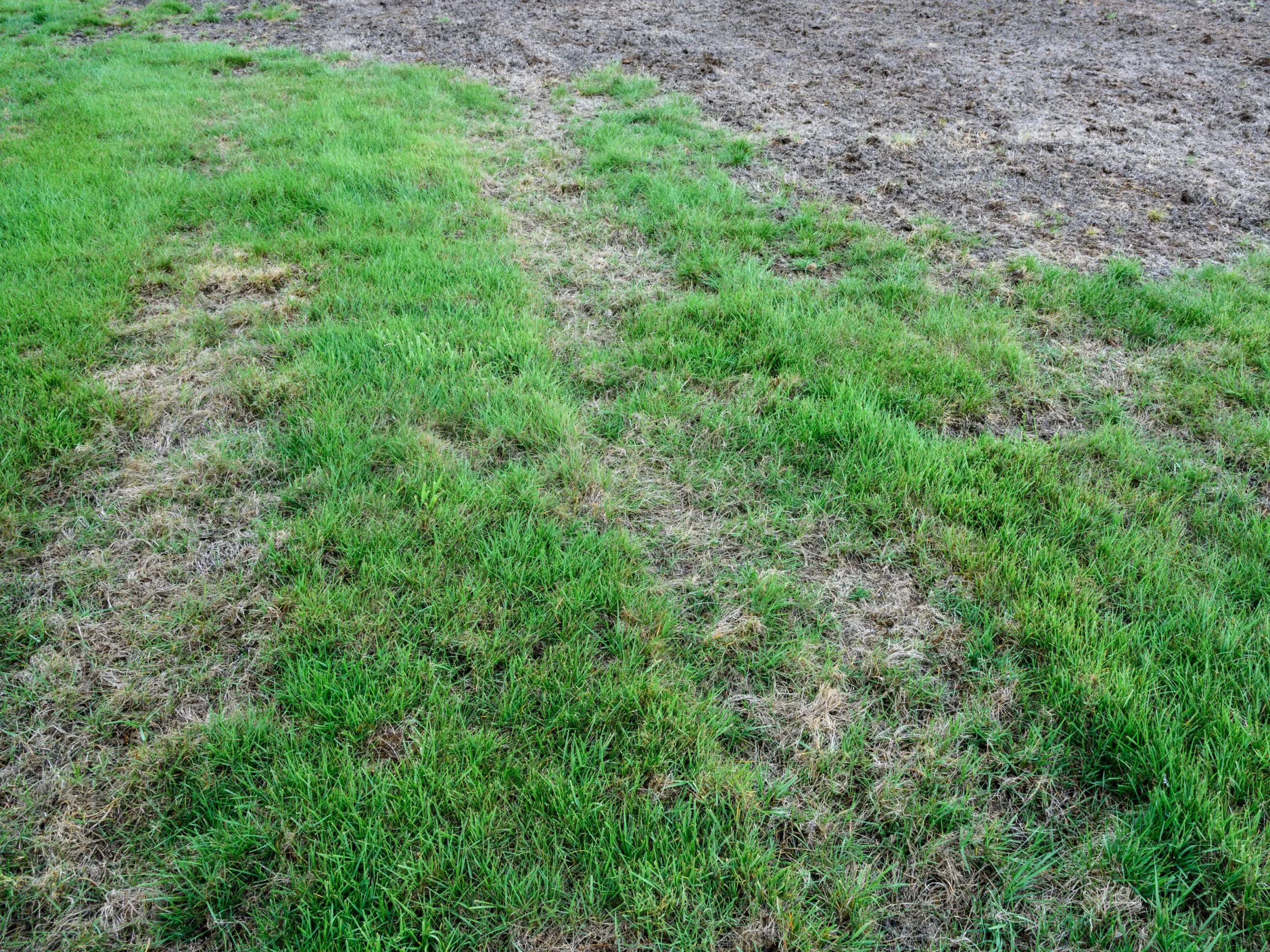 unhealthy lawn with many brown spots