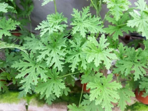 citronella plant