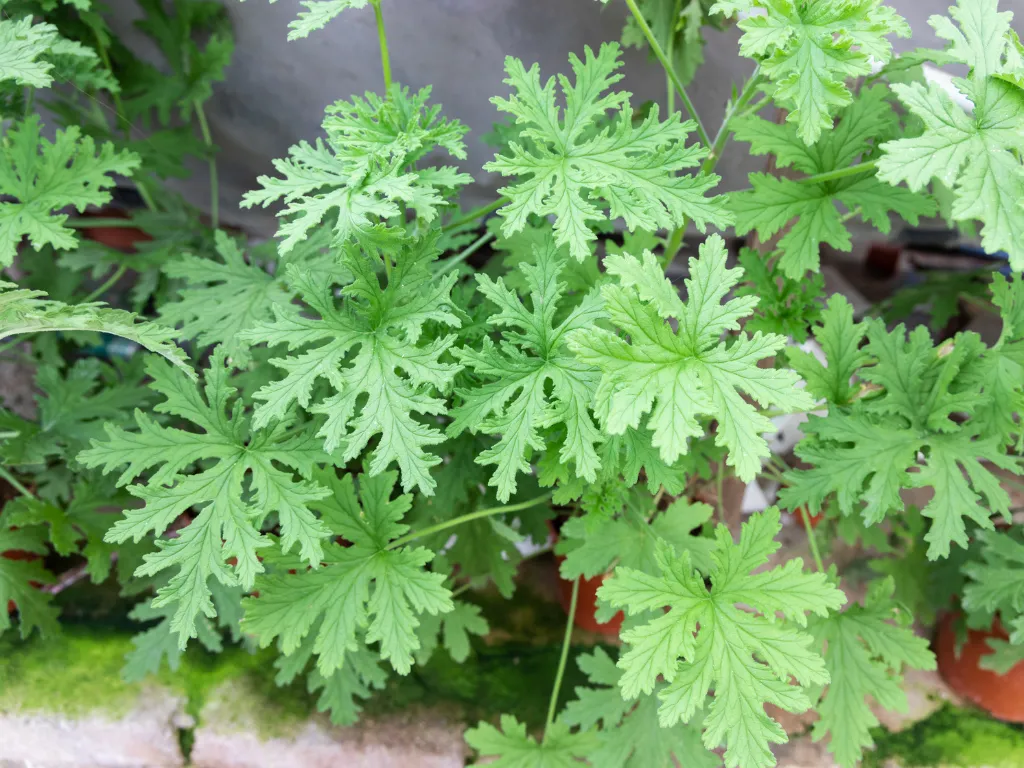 citronella plant, how to keep bugs off your patio