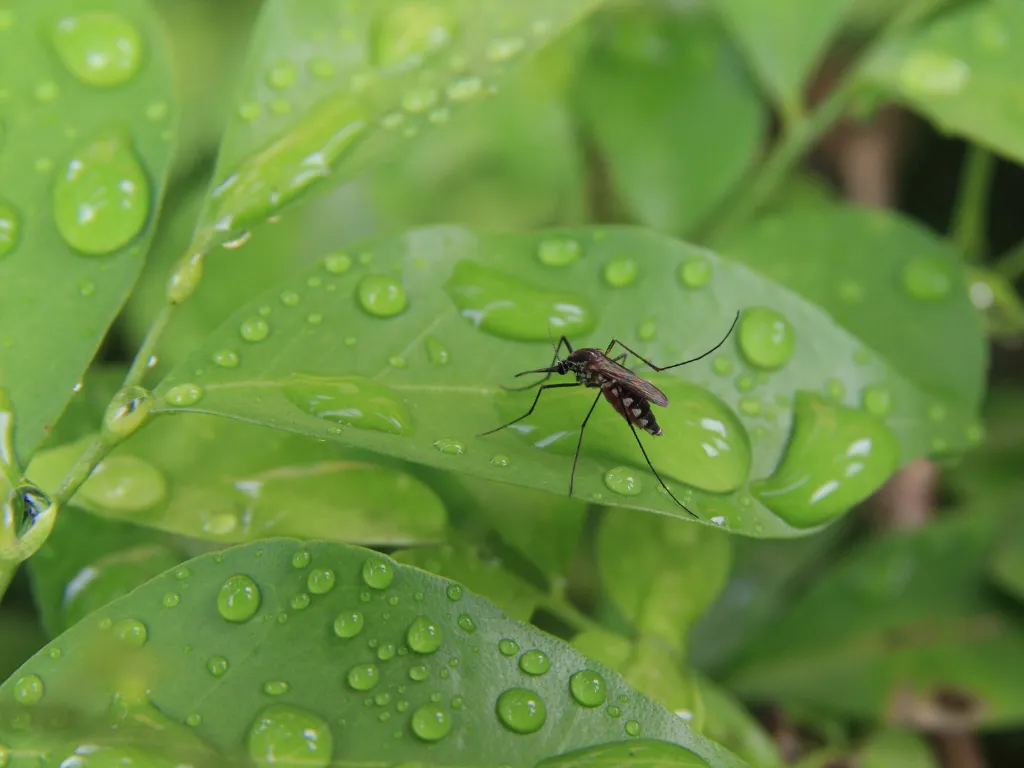 mosquito on plant, how to keep bugs off your patio