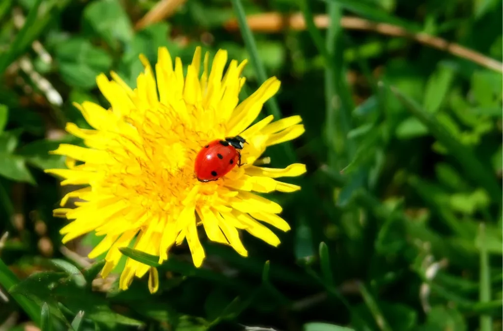how to keep bugs away in pittsburgh blog cover