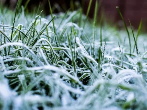 frosty grass