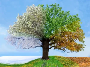 seasonal maintenance plan