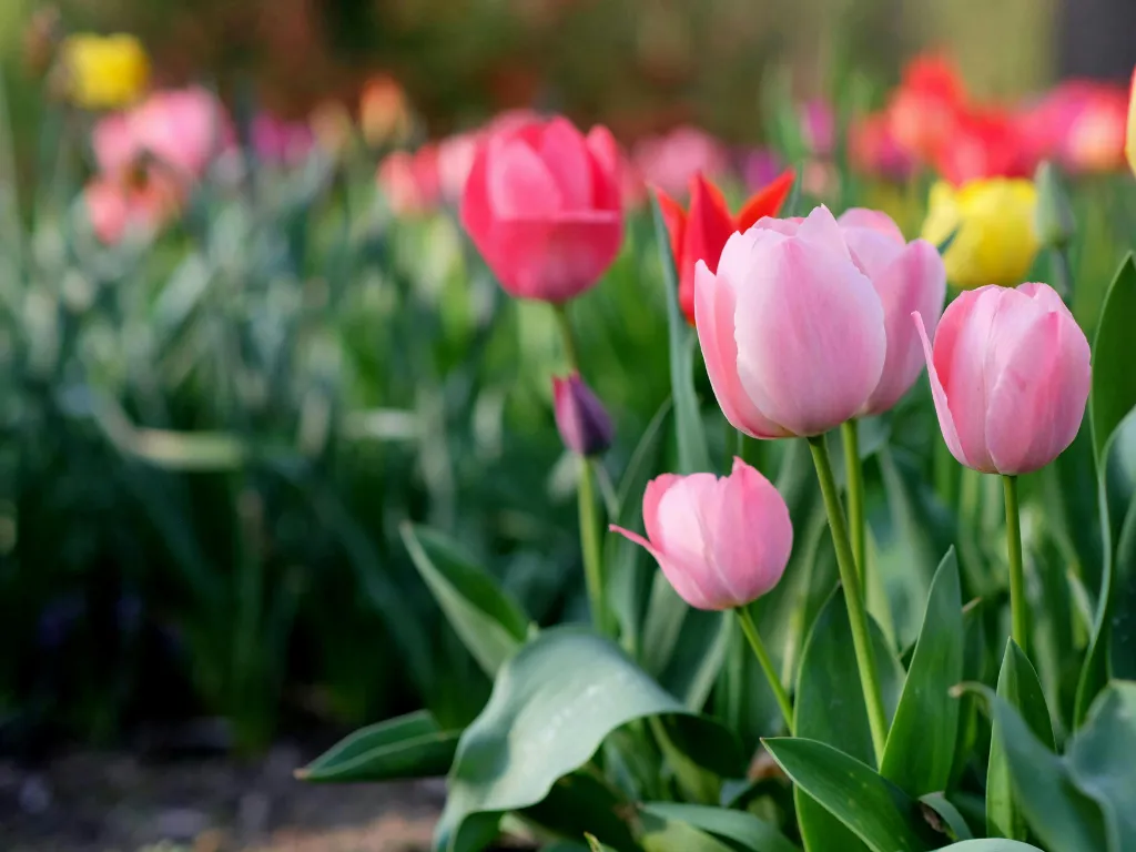 best plants to plant in spring 