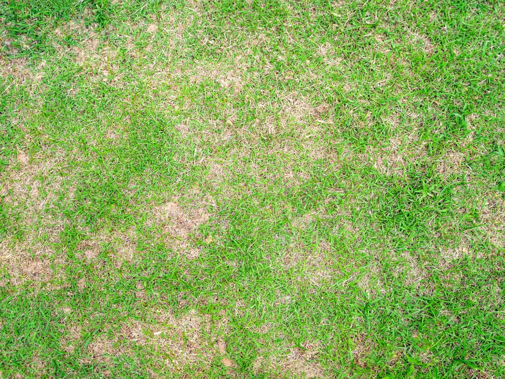 brown dry grass