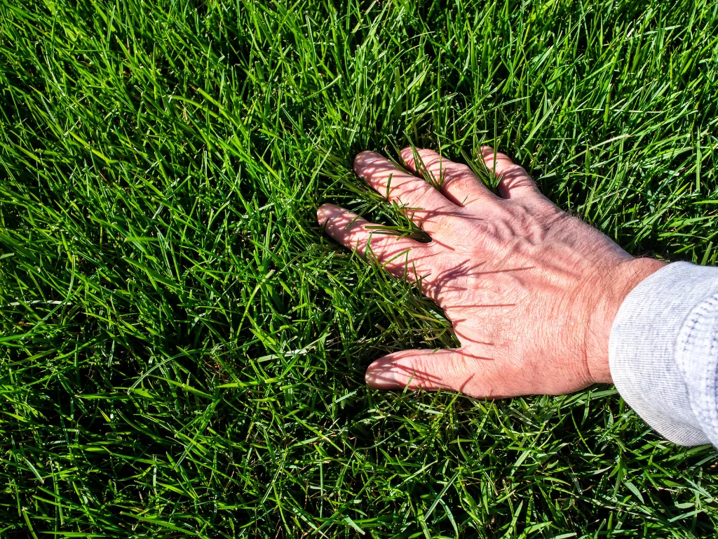 hand touching green grass
