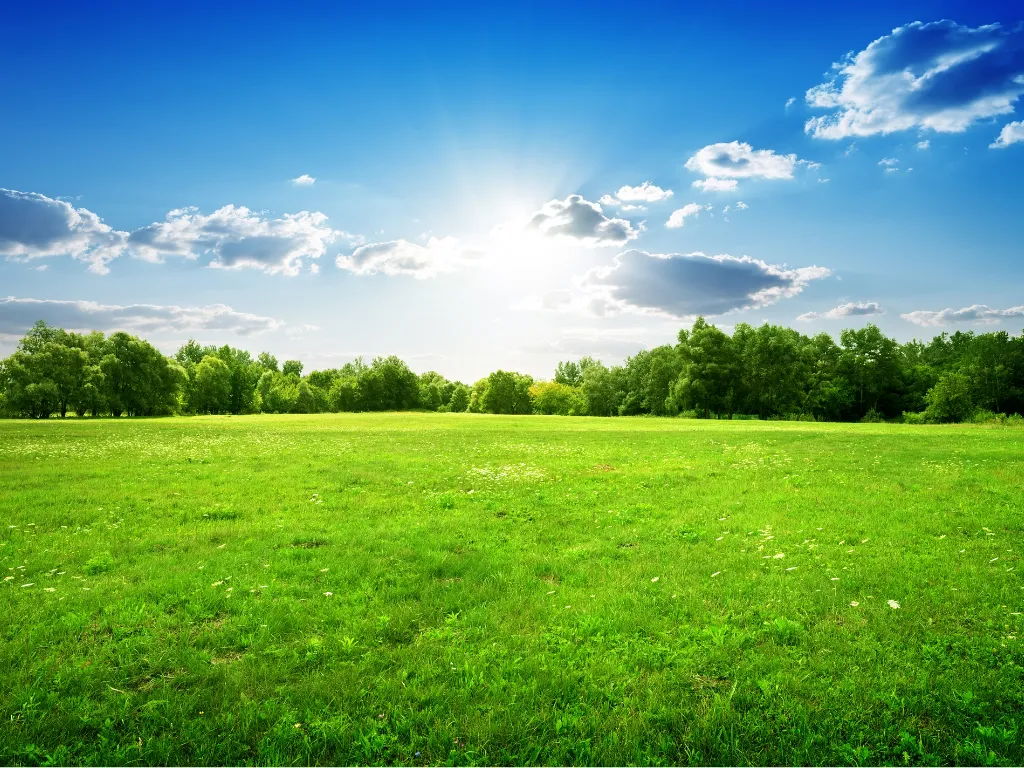 landscape of green grass