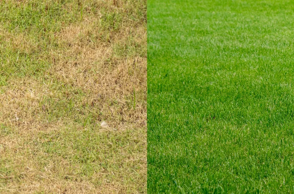 How to Get Green Grass in Summer Heat